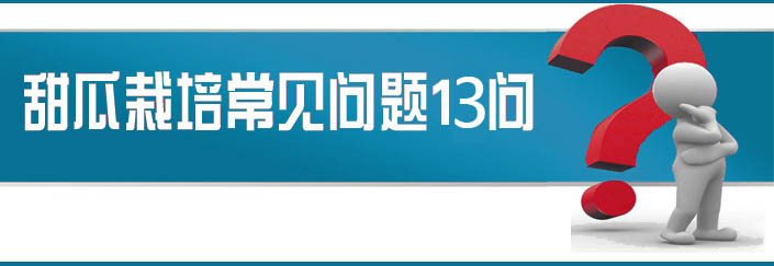 蔬菜種子栽培技術(shù)-<strong><font color='#006428'>甜瓜栽培常見問題13問？</font></strong>