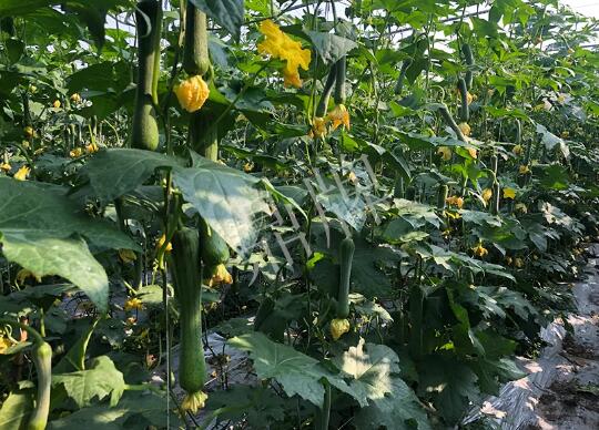 蔬菜種子種植戶客戶點評-種植“優(yōu)比1號”差的用戶，差到什么樣子？