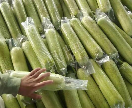 蔬菜種子種植戶客戶點評-這個絲瓜每畝能掙3萬，惠州客戶很滿意！
