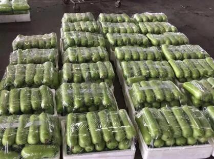 蔬菜種子種植戶客戶點評-上市早，價格好！我連續(xù)種了三年，滿意！