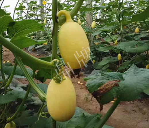 蔬菜種子種植戶客戶點評-上市了，14元/公斤。河南客戶發(fā)來…