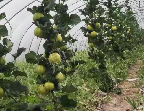 蔬菜種子種植戶客戶點評-我的乖乖，一株坐果15個，6元1斤，好賣得很！