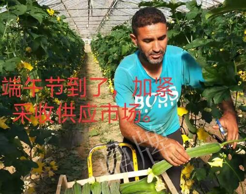 蔬菜種子種植戶客戶點評-羨慕！每公斤24元，“優(yōu)比1號”在法國的表現(xiàn)…