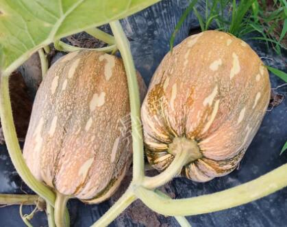 蔬菜種子種植戶客戶點評-“押寶”押對了，押對這個品種賺了2倍錢！