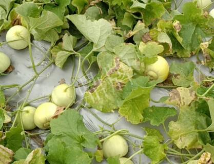 蔬菜種子種植戶客戶點評-低溫寡照的天氣，它仍然優(yōu)秀！