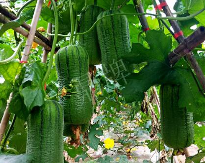 蔬菜種子種植戶客戶點評-這個新品種，讓我“頭痛”…