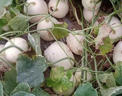 蔬菜種子種植戶客戶點評-“甜，真甜，真是甜！”