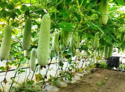 蔬菜種子種植戶客戶點評-我種的冬瓜，肉緊味甜，按個賣！
