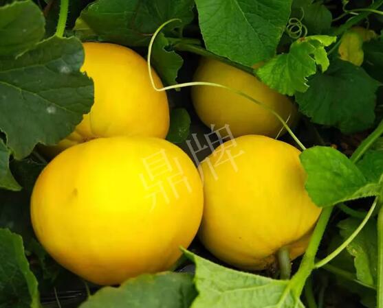 蔬菜種子種植戶客戶點評-純賺50萬，我這個“張大膽”榮光了一把！