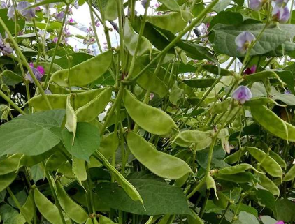 蔬菜種子種植戶客戶點(diǎn)評(píng)-一梭梭的，真是結(jié)坨了，“特早春”扁豆市斤批價(jià)達(dá)到10元