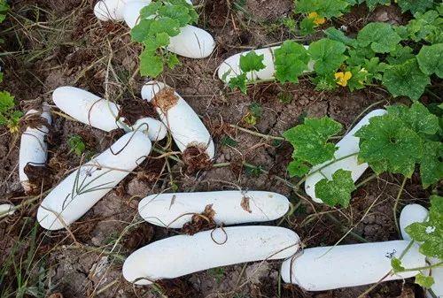 您種植過“堆堆瓜”嗎？看一看，地上全是瓜！一睹芳容