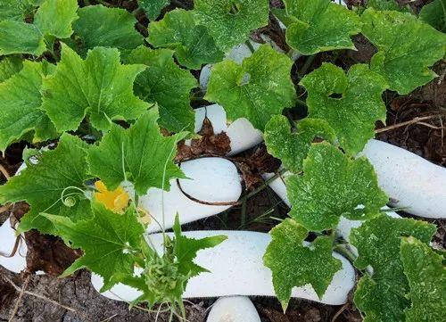 您種植過“堆堆瓜”嗎？看一看，地上全是瓜！一睹芳容