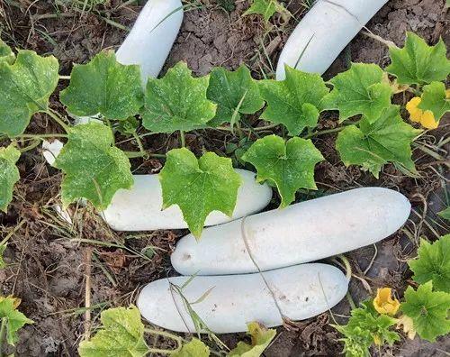 您種植過“堆堆瓜”嗎？看一看，地上全是瓜！一睹芳容