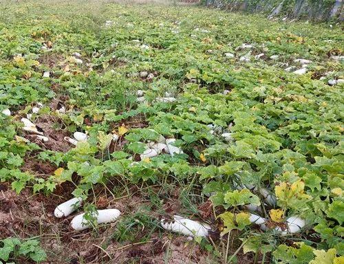 您種植過“堆堆瓜”嗎？看一看，地上全是瓜！一睹芳容