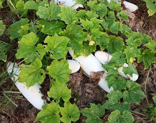 您種植過“堆堆瓜”嗎？看一看，地上全是瓜！一睹芳容