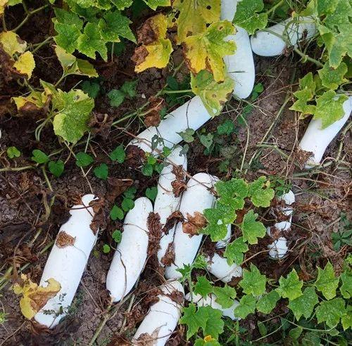您種植過“堆堆瓜”嗎？看一看，地上全是瓜！一睹芳容