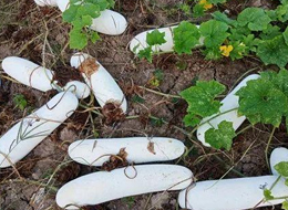 蔬菜種子種植戶客戶點評-您種植過“堆堆瓜”嗎？看一看，地上全是瓜！一睹芳容！