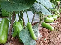 蔬菜種子種植戶客戶點評-浙江菜農(nóng)種植的鼎牌瓠瓜喜獲豐收，又賣上了好價錢!