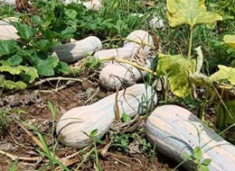 蔬菜種子種植戶客戶點評-一袋種子100粒，輕松賺回3000元...