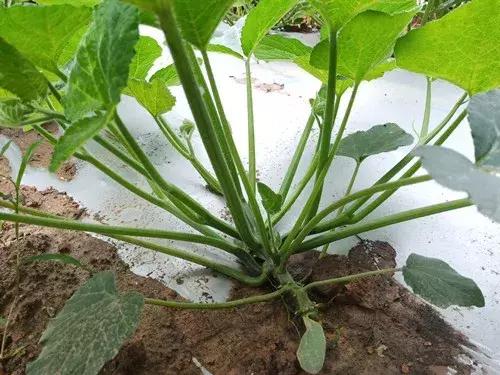 菜農(nóng)種植無需噴農(nóng)藥的蔬菜，不僅栽培簡單、而且效益高