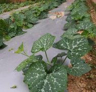 蔬菜種子種植戶客戶點評-無需噴農(nóng)藥的蔬菜，栽培簡單、效益高！