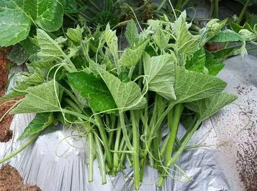 菜農(nóng)種植無需噴農(nóng)藥的蔬菜，不僅栽培簡單、而且效益高