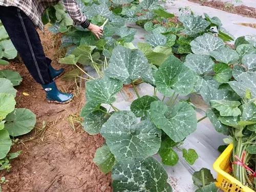 菜農(nóng)種植無需噴農(nóng)藥的蔬菜，不僅栽培簡單、而且效益高