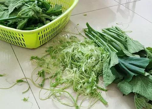 菜農(nóng)種植無需噴農(nóng)藥的蔬菜，不僅栽培簡單、而且效益高