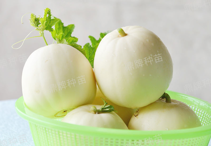就這4個薄皮甜瓜，畝產(chǎn)萬斤很輕松，瓜果菜農(nóng)搶著種植