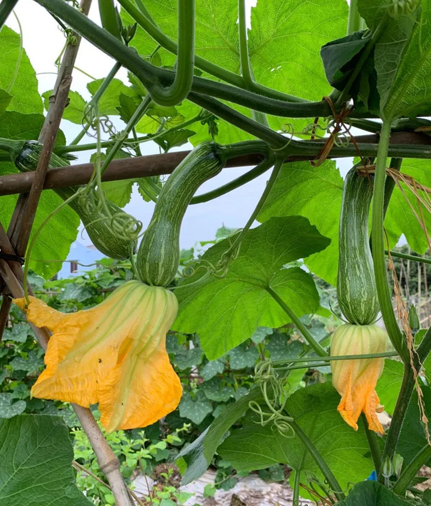 3元1斤的健美蜜本南瓜快成熟了，緬甸種植戶發(fā)來圖片與視頻