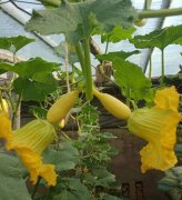 蔬菜種子種植戶客戶點評-看看菜農(nóng)劉剛建種植的“黃金筍瓜”，高產(chǎn)又高價！