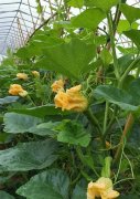 蔬菜種子種植戶客戶點(diǎn)評(píng)-在大棚內(nèi)栽培“健美蜜本”南瓜，怎么樣？看菜農(nóng)石昌斌發(fā)來(lái)的圖片