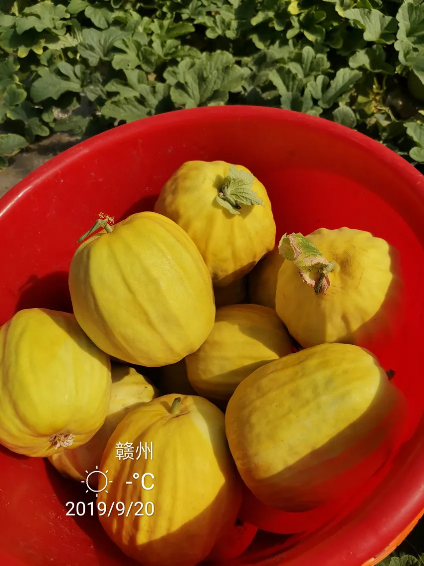 高溫季節(jié)種植甜瓜，什么品種最好？這個品種是秋季上市的專用品種