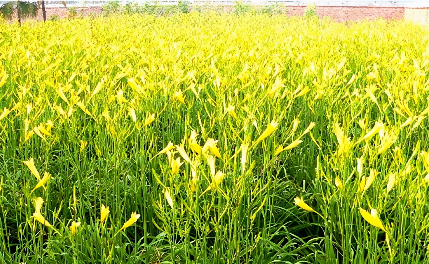 一斤接近20塊，原來它才是最火的國民蔬菜！全國都適種