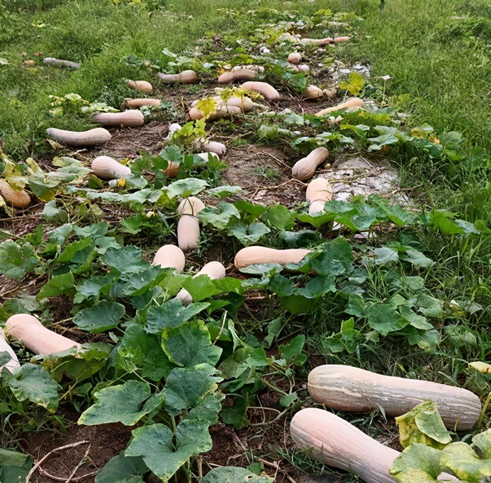 一位轉(zhuǎn)業(yè)后的特種兵，辦農(nóng)場(chǎng)種瓜菜，靠1個(gè)優(yōu)點(diǎn)，年賺200萬(wàn)