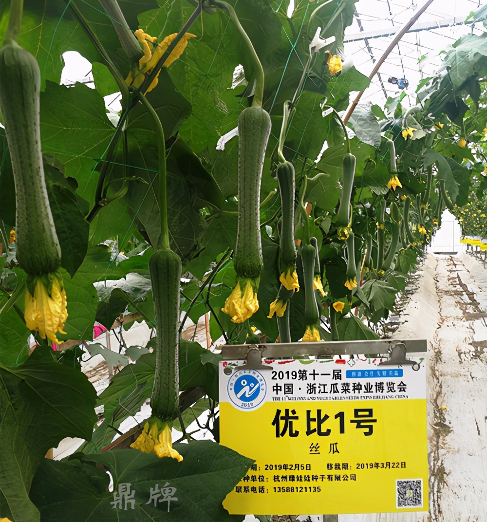 這個絲瓜畝產(chǎn)可達8000公斤，菜農(nóng)2021年致富的絲瓜品種