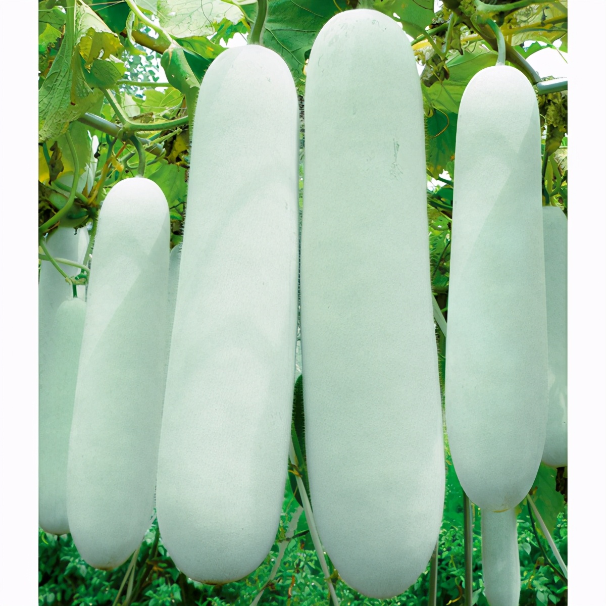 這個(gè)冬瓜品種放1年不壞，口感脆甜，多年科研就為打造這1個(gè)爆品