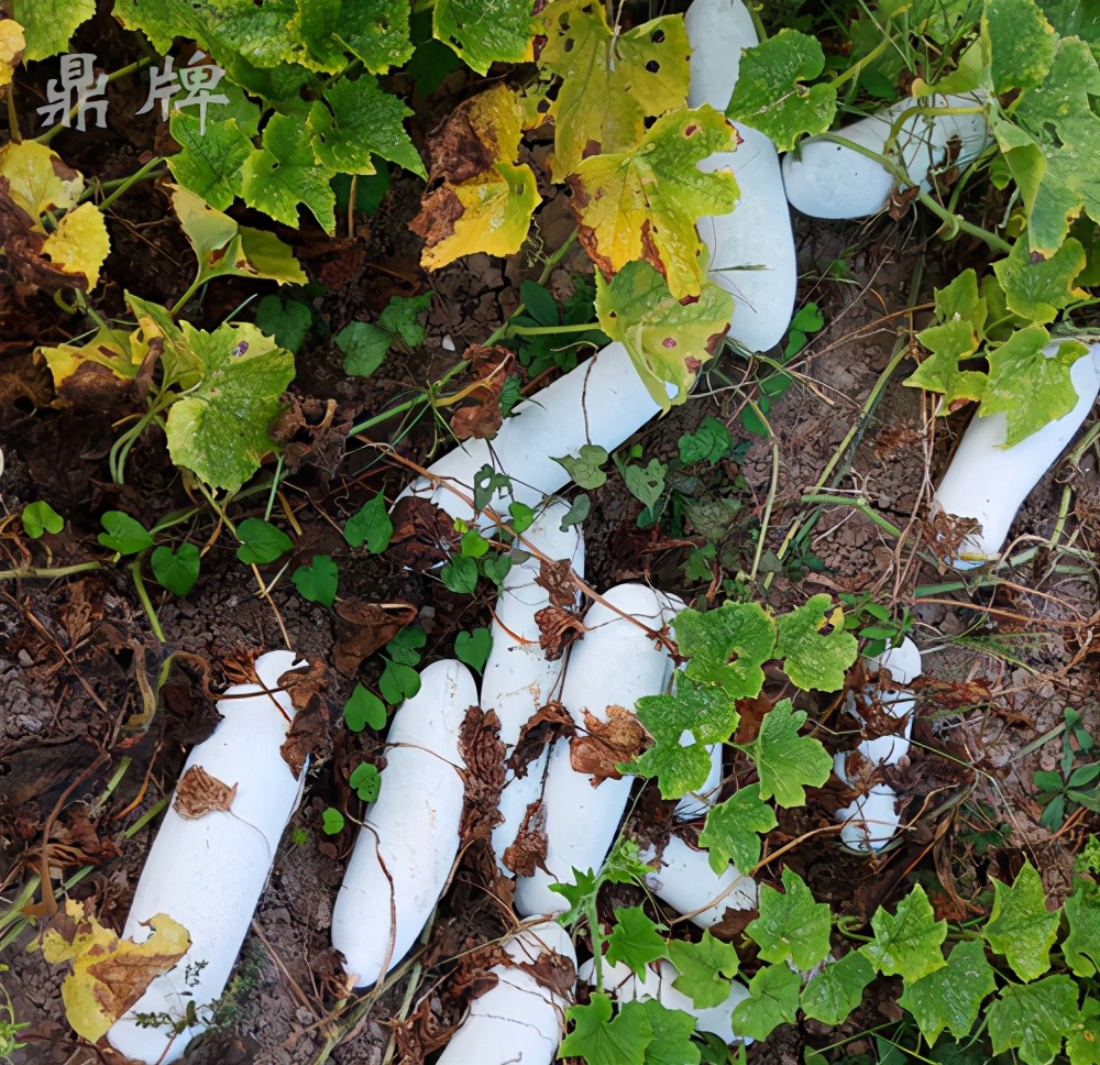 畝產(chǎn)值可達(dá)3萬(wàn)元的冬瓜終上市，21年科研沉淀成就它