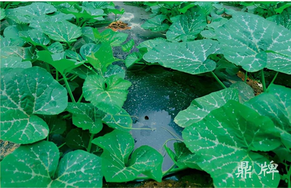 種這種綠葉菜，栽培輕松，畝產(chǎn)值過(guò)萬(wàn)元，菜農(nóng)表示很劃算