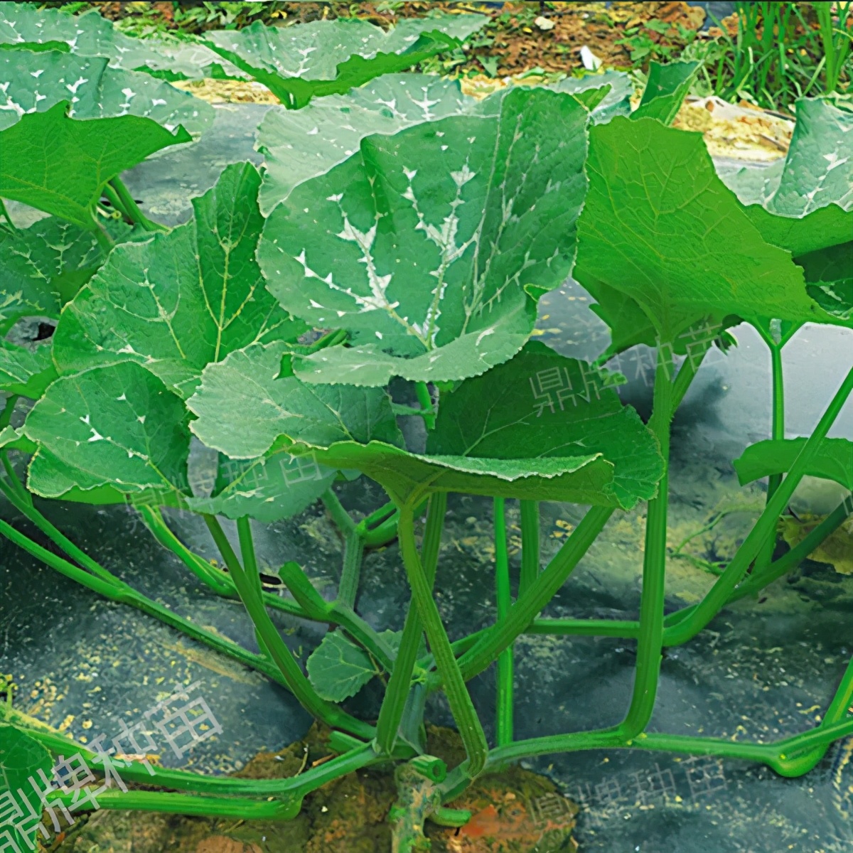 種這種綠葉菜，栽培輕松，畝產(chǎn)值過(guò)萬(wàn)元，菜農(nóng)表示很劃算