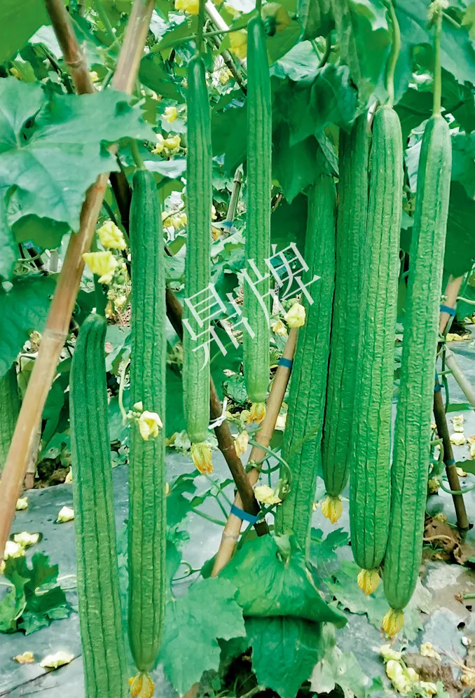 它是絲瓜種植戶的新選擇，節(jié)節(jié)有瓜，瓜長而不彎曲