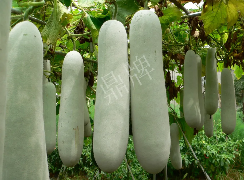 這個品種太優(yōu)秀了！耐儲耐運，適合大面積種植，菜農(nóng)瓜販都喜歡
