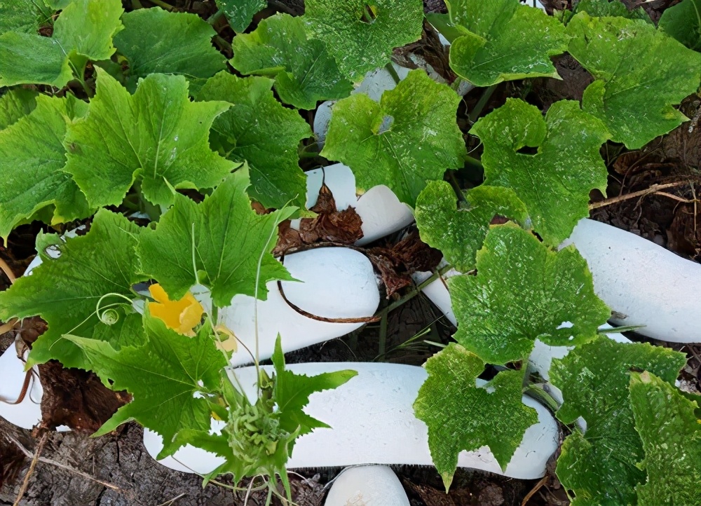 這個品種太優(yōu)秀了！耐儲耐運，適合大面積種植，菜農(nóng)瓜販都喜歡