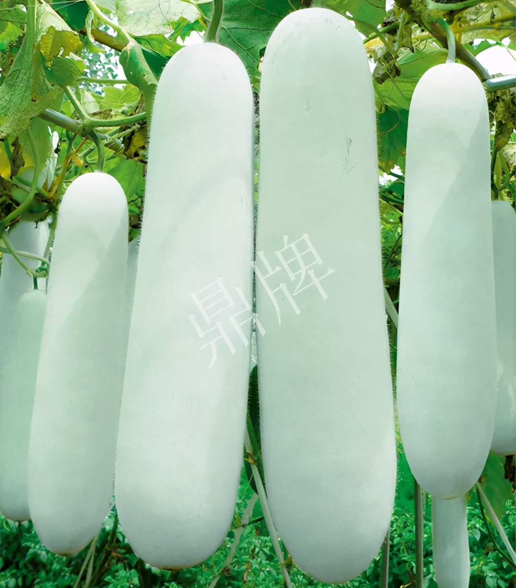 這個品種太優(yōu)秀了！耐儲耐運，適合大面積種植，菜農(nóng)瓜販都喜歡