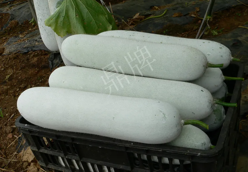這個品種太優(yōu)秀了！耐儲耐運，適合大面積種植，菜農(nóng)瓜販都喜歡