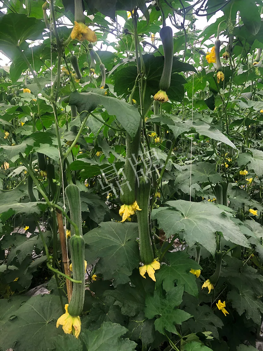 這個絲瓜怎么種都優(yōu)秀！賣價和產量都很高
