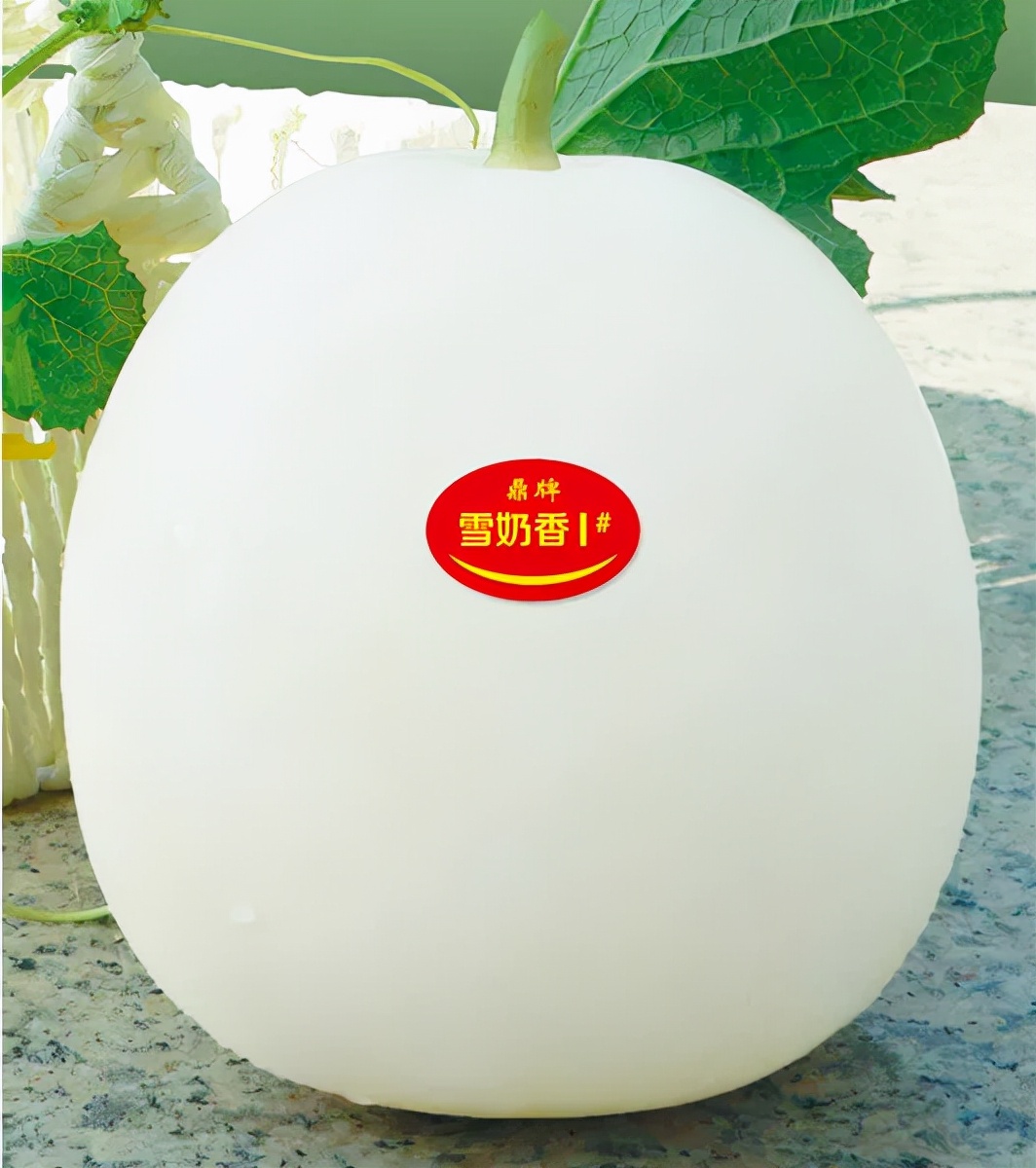 河南焦作的李向林今年種植甜瓜新品種，客戶直接拉貨走人