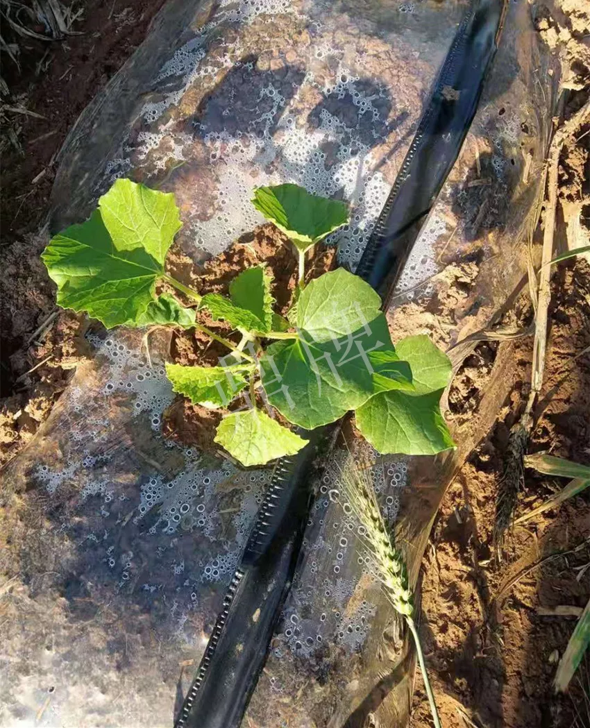 河南焦作的李向林今年種植甜瓜新品種，客戶直接拉貨走人