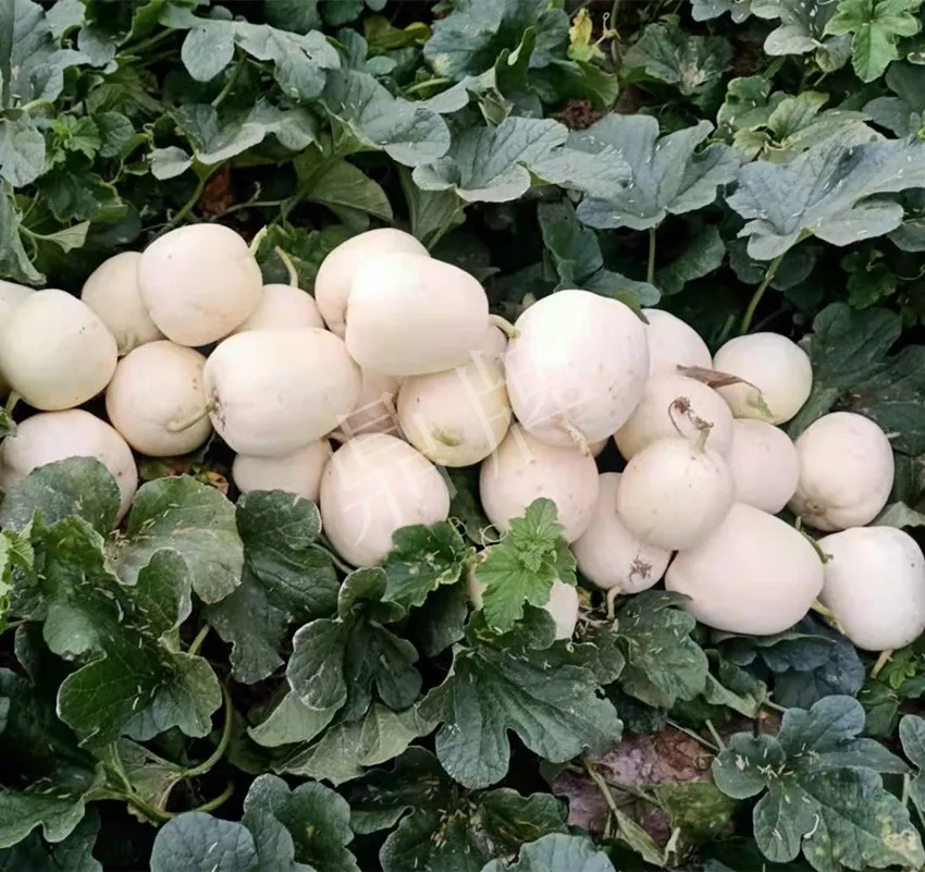 河南焦作的李向林今年種植甜瓜新品種，客戶直接拉貨走人