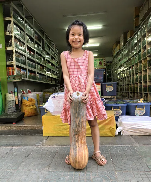 四川農(nóng)戶今年種“健美蜜本”南瓜產(chǎn)量高，品質(zhì)好，感覺巴適得很